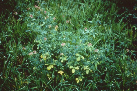 Alfalfa leaves deficient in Mg with spotted leaves